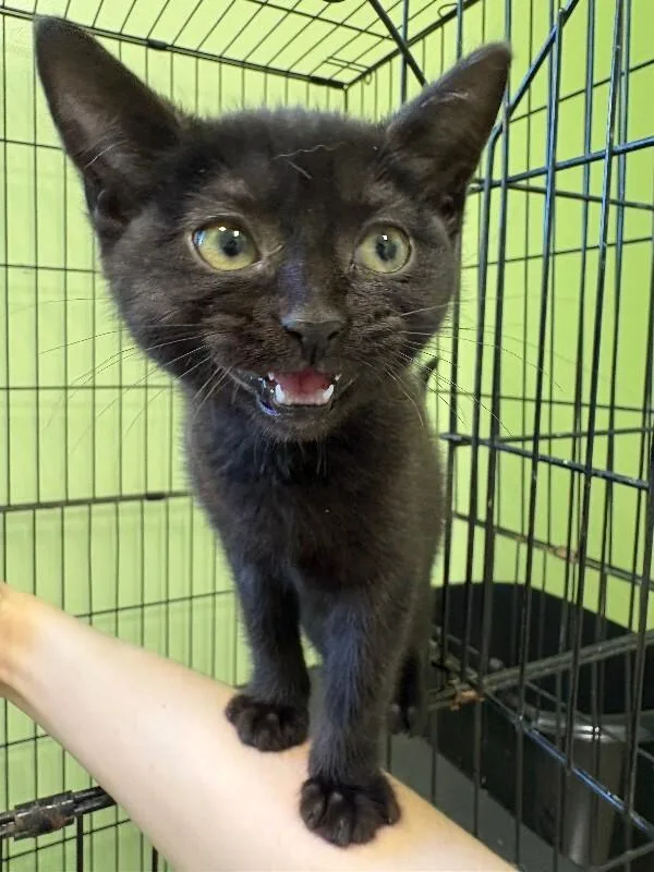 A young medium-sized female Black Domestic Short Hair cat named Duchess for adoption in Warren, PA