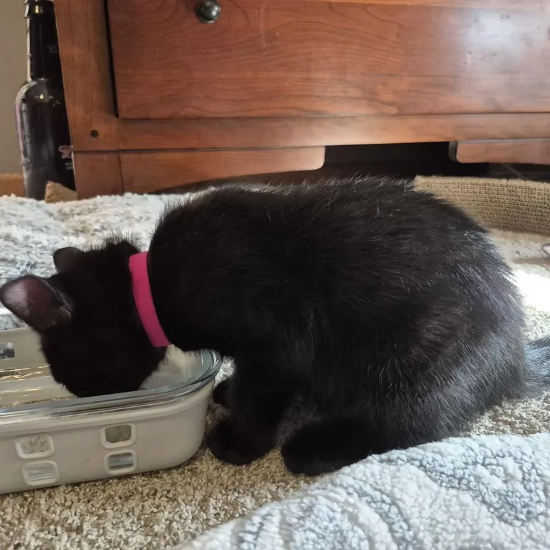 A baby small-sized female Black Domestic Short Hair cat named Glasgow for adoption in Buffalo, MN
