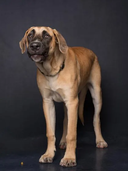 A young extra large-sized male Great Dane dog named Yankee Bob for adoption in Atlanta, GA