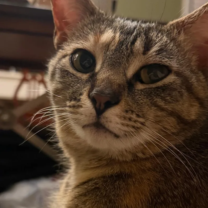 A young small-sized female Torbie Domestic Short Hair cat named Princess for adoption in Falls Church, VA