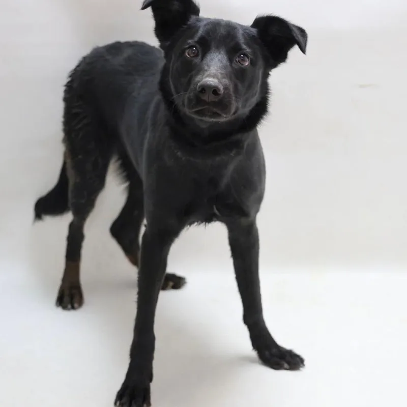 A young medium-sized male Black Labrador Retriever dog named Locust for adoption in Casa Grande, AZ