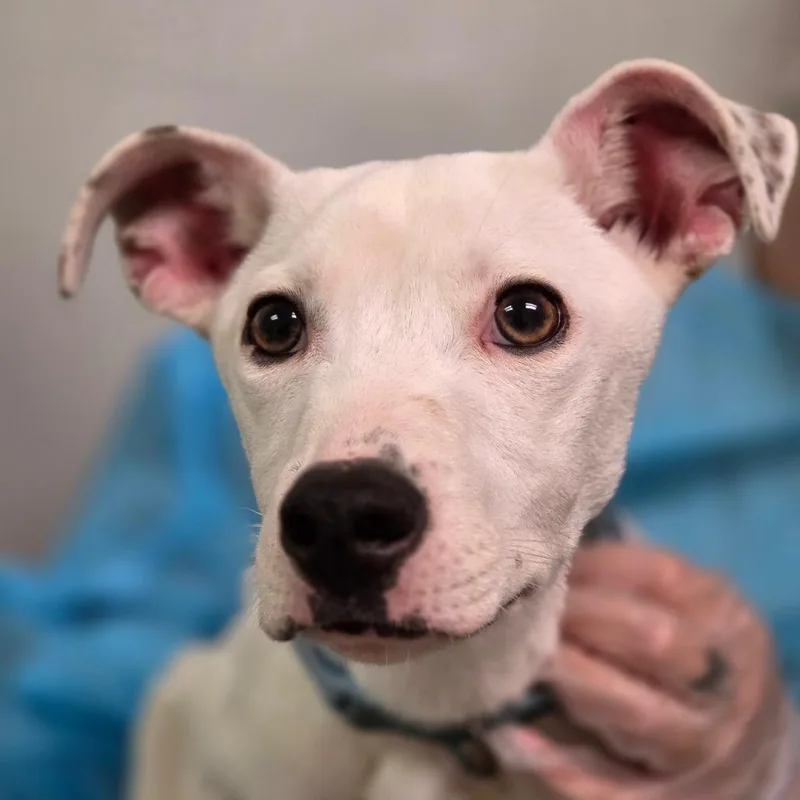 An adult small-sized male White / Cream Mixed Breed dog named Ferris Wheel for adoption in Charleston, WV