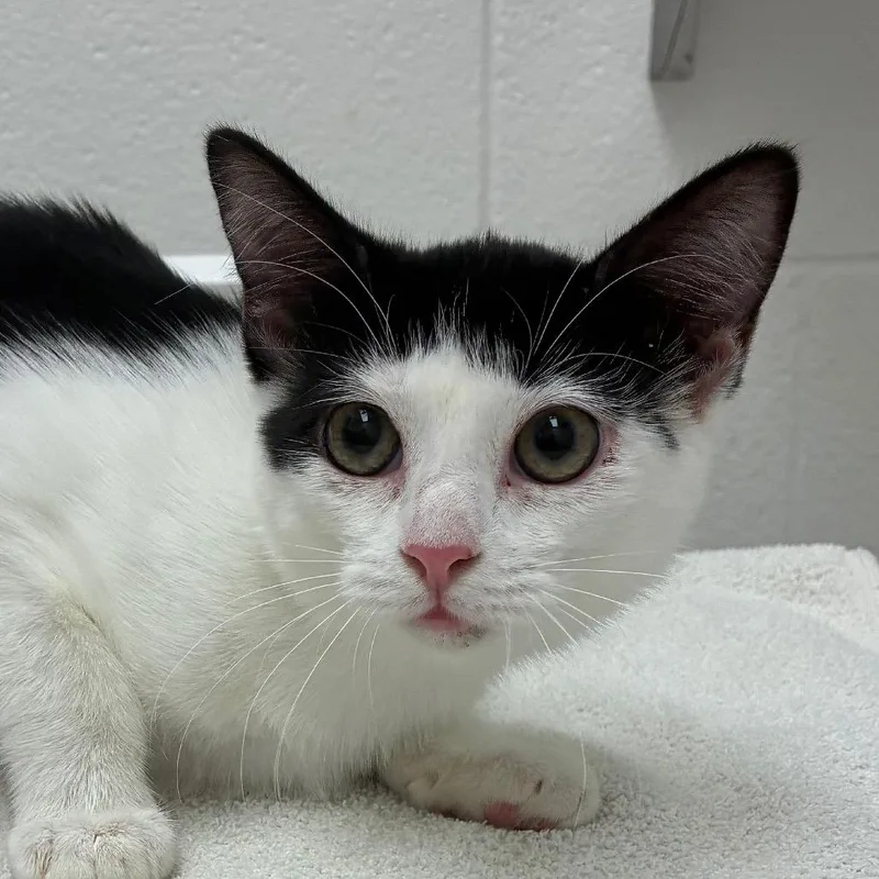 A baby small-sized female Domestic Short Hair cat named Woodstock for adoption in Corpus Christi, TX