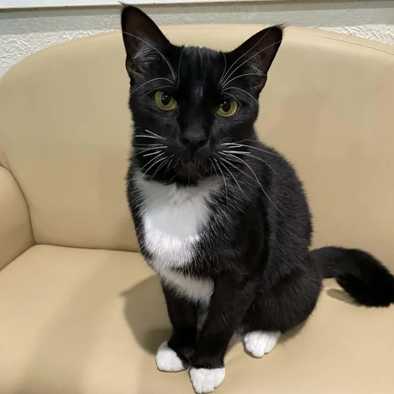 A young small-sized male Black Domestic Short Hair cat named Vesper for adoption in Chillicothe, IL