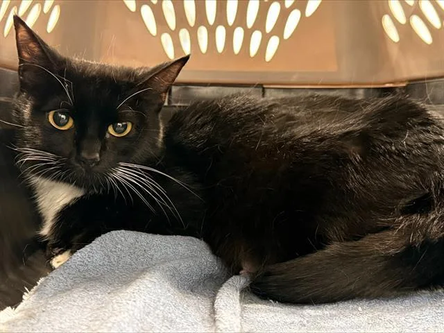 An adult medium-sized female Domestic Short Hair cat named Fern for adoption in Charlotte, NC