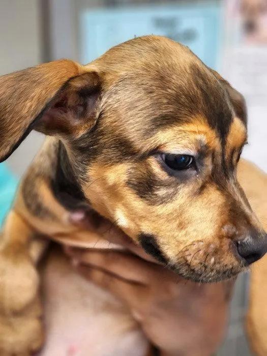 A young medium-sized male Terrier dog named Bean for adoption in Hilton Head Island, SC