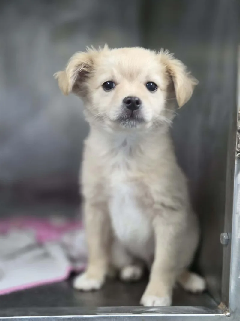 A baby small-sized male Mixed Breed dog named Stroll Patrol for adoption in Othello, WA