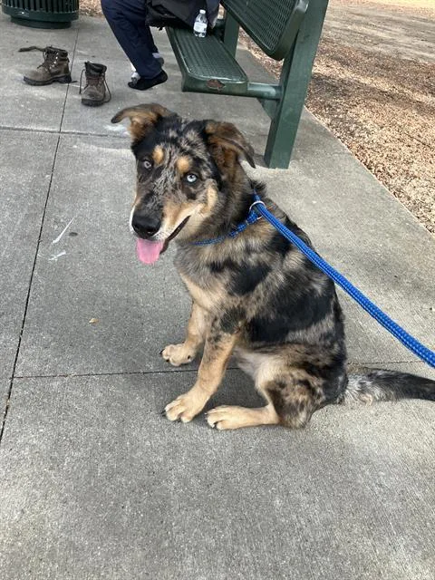 A young medium-sized male Mixed Breed dog named Rocky for adoption in Dallas, TX