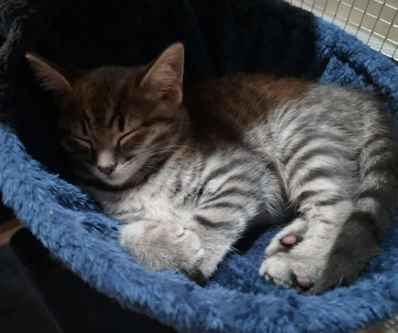 A baby small-sized male Tabby (Gray / Blue / Silver) Domestic Short Hair cat named Morrison for adoption in CANONSBURG, PA