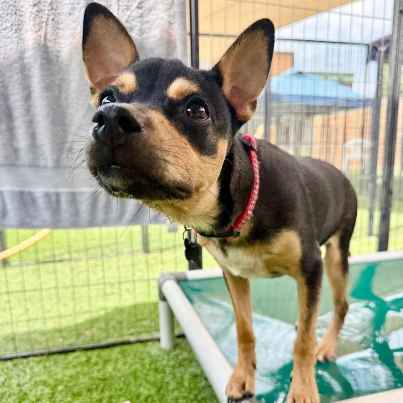 A young small-sized male Black Border Terrier dog named Snickers for adoption in Agoura Hills, CA