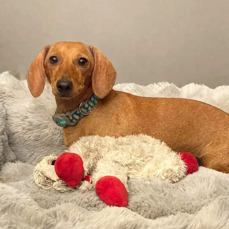 A young small-sized female Brown / Chocolate Dachshund dog named Gretchen for adoption in Tampa, FL