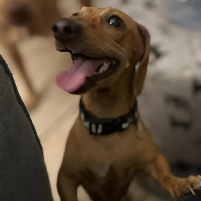 Gretchen thumbnail 3