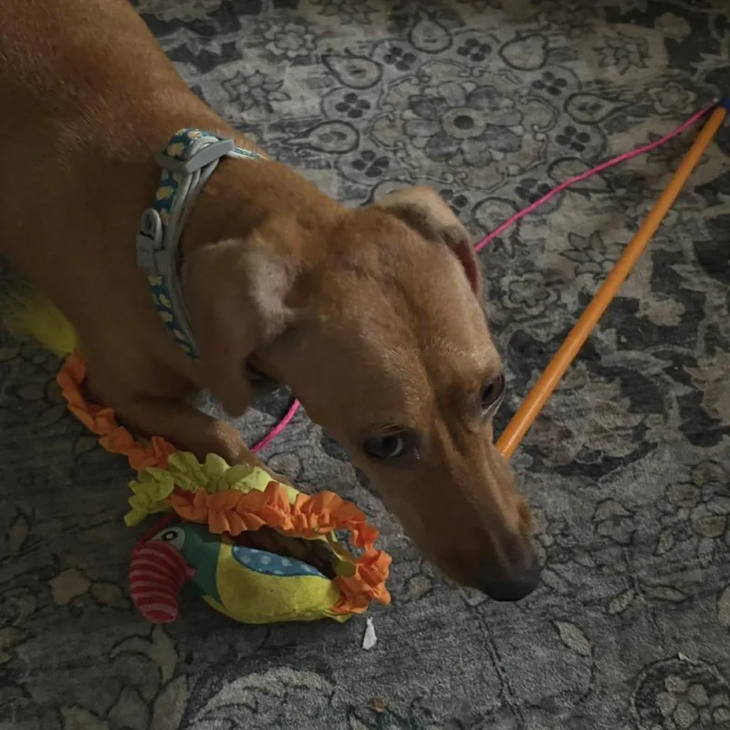 Gretchen thumbnail 4