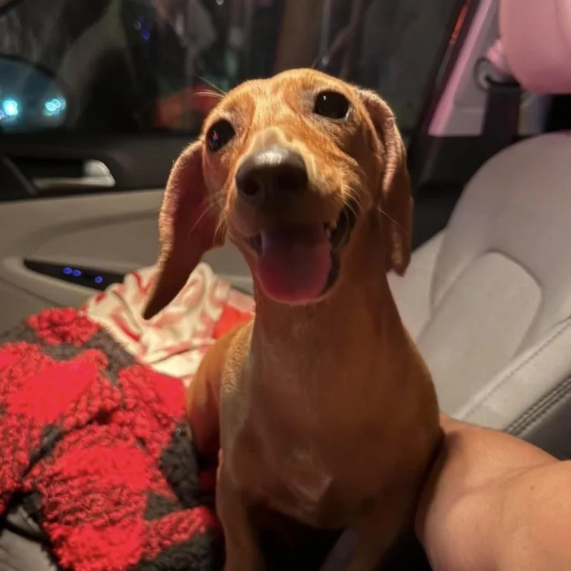 Gretchen thumbnail 6