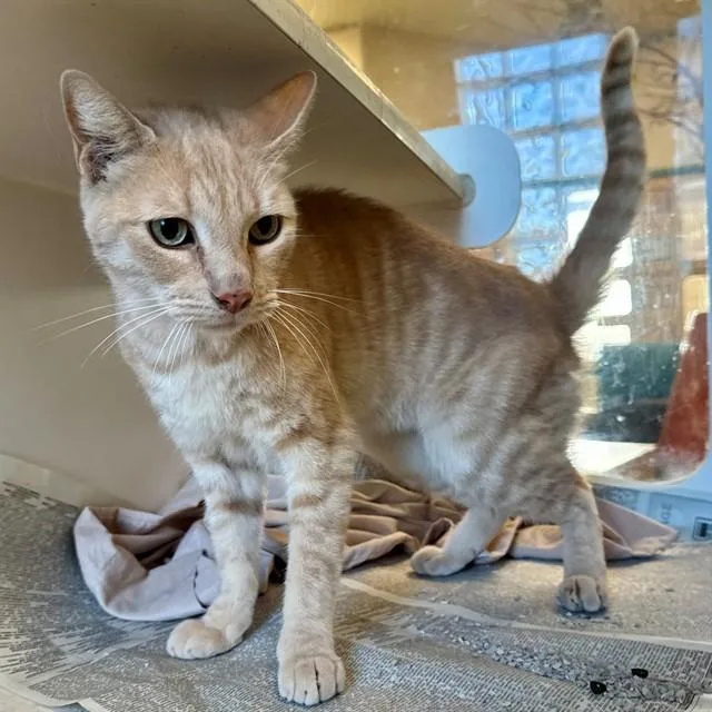 An adult small-sized male Domestic Short Hair cat named Theodore for adoption in Riverside, CA