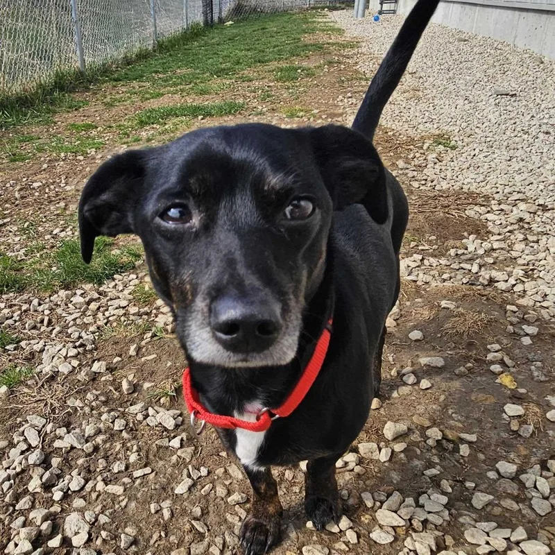 An adult small-sized male Black Dachshund dog named Digiorno for adoption in Dover, NH