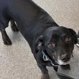 Digiorno thumbnail 2