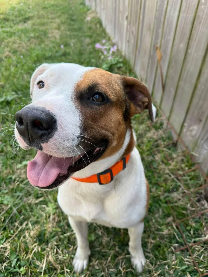 Goose