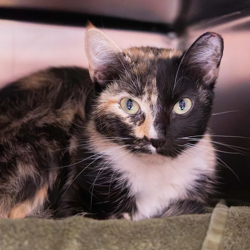 An adult medium-sized female Calico Domestic Short Hair cat named Circe for adoption in Mentor, OH