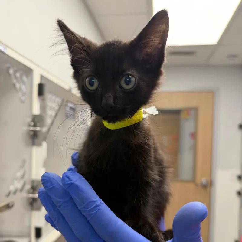 A baby small-sized male Black Domestic Short Hair cat named Comet for adoption in Marshall, TX