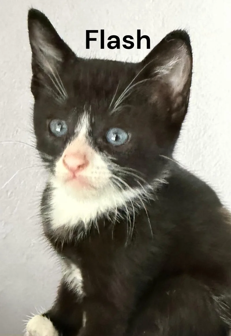 A baby medium-sized male Black & White / Tuxedo Domestic Short Hair cat named Flash for adoption in Weems, VA
