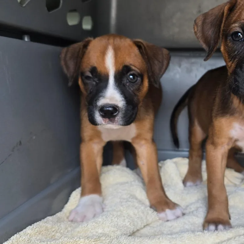 A baby medium-sized female Brown / Chocolate Boxer dog named Brook for adoption in Hinesville, GA