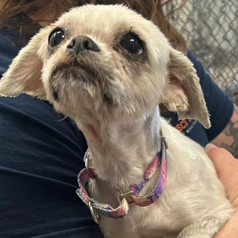 A senior small-sized female Yellow / Tan / Blond / Fawn Shih Tzu dog named Molly for adoption in Birdsboro, PA
