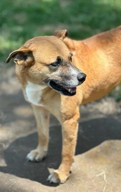 An adult medium-sized female Brown / Chocolate Mixed Breed dog named Meeka for adoption in Houston, TX