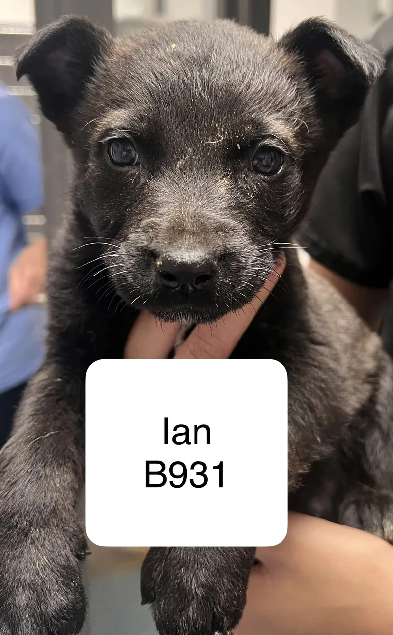 A baby medium-sized male Black German Shepherd Dog dog named Ian for adoption in Morganton, NC
