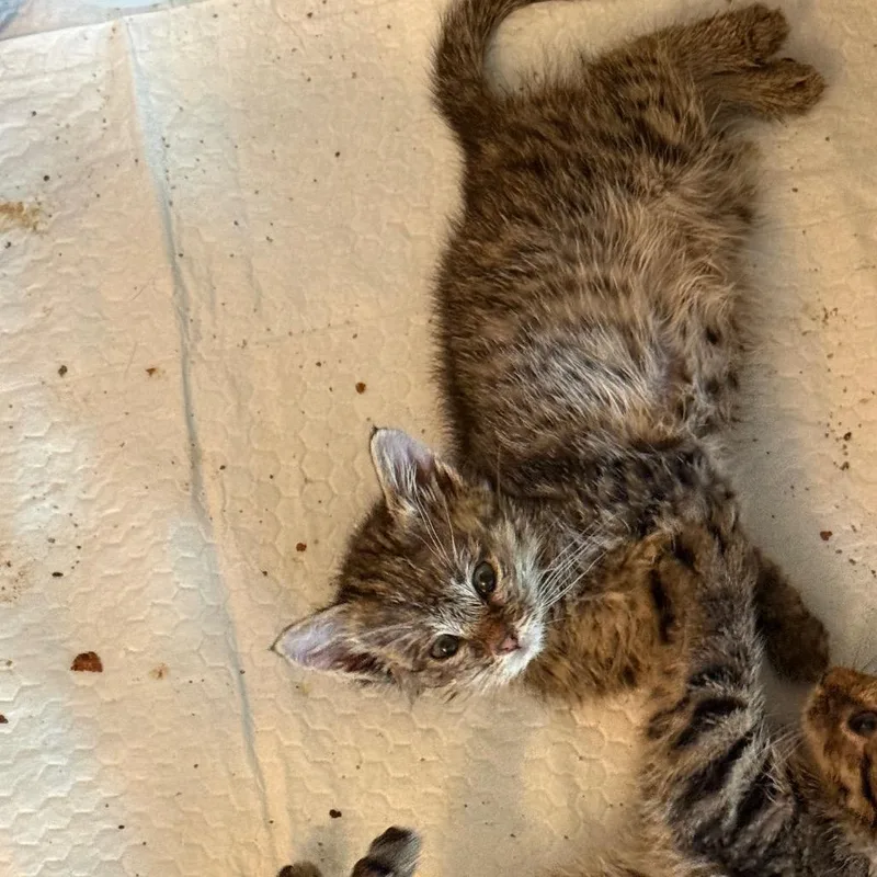 A baby small-sized female Gray / Blue / Silver Domestic Short Hair cat named Daylily for adoption in South Elgin, IL
