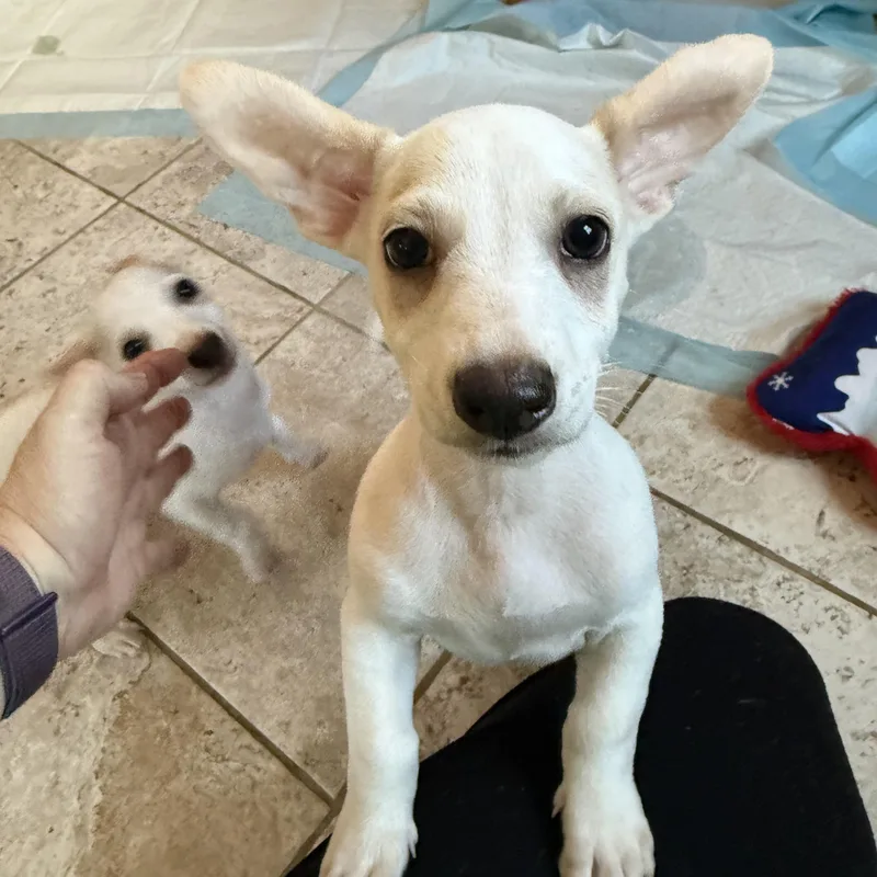 A baby small-sized female White / Cream Chihuahua dog named Boysenberry for adoption in Kentwood, MI