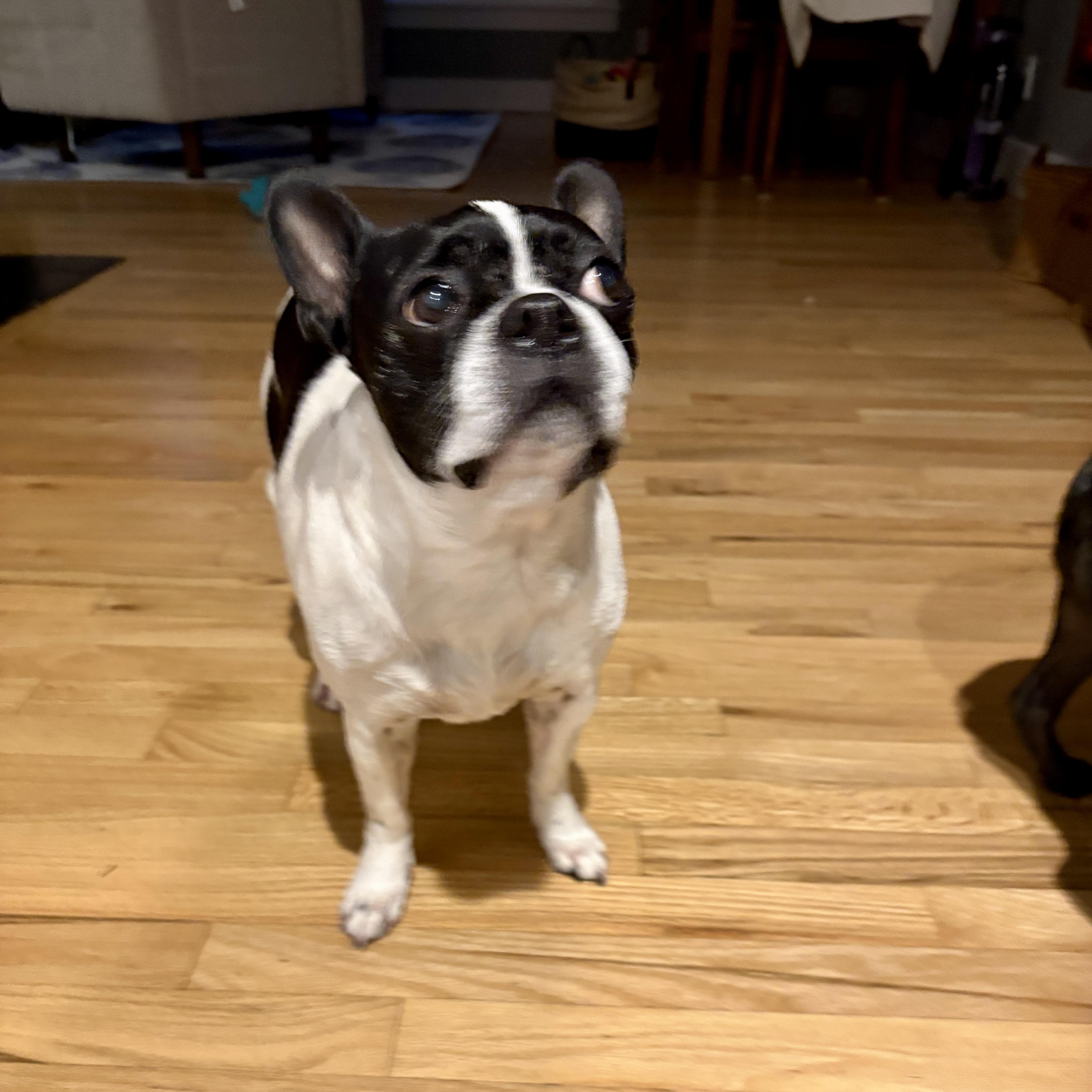 Rosierosebud thumbnail 2