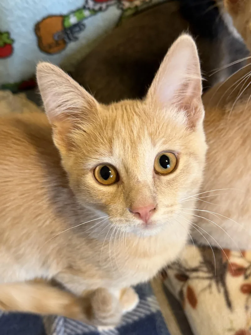 A baby medium-sized male Buff / Tan / Fawn Domestic Short Hair cat named Robin total sweetie for adoption in South Lyon, MI
