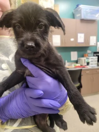 A baby small-sized male Terrier dog named Onyx for adoption in Fishers, IN