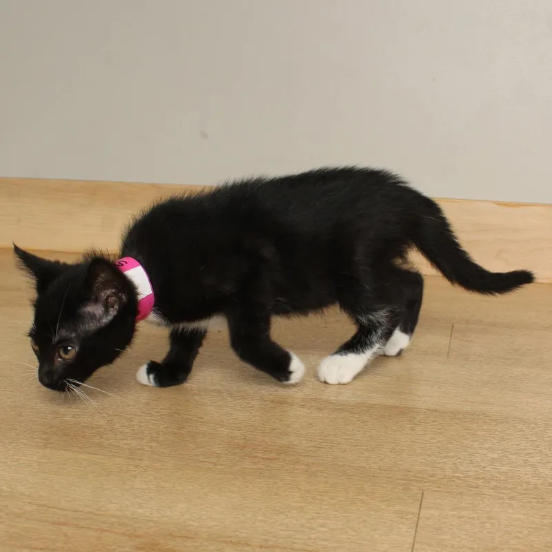 A baby small-sized female Black Domestic Short Hair cat named Spice C for adoption in Minnetonka, MN