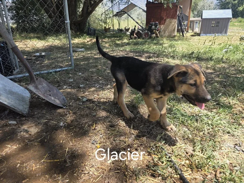A baby medium-sized male German Shepherd Dog dog named Glacier for adoption in Midway, UT