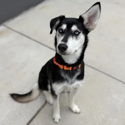 A young medium-sized female Mixed Breed dog named Sugar for adoption in Janesville, WI