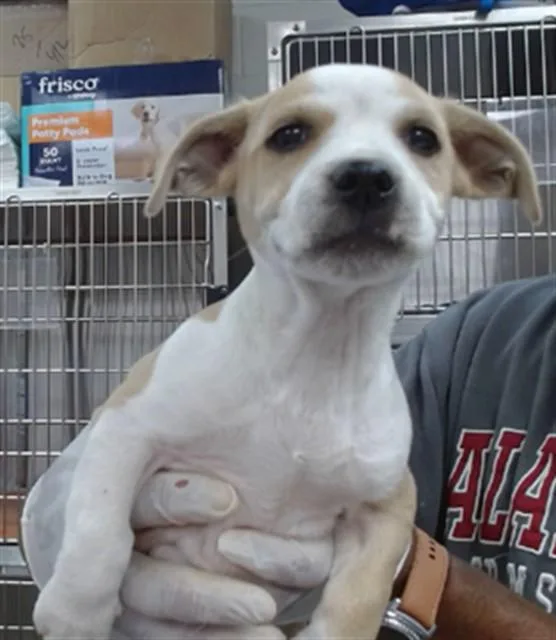 A baby medium-sized male Pit Bull Terrier dog named Dragon for adoption in Salinas, CA