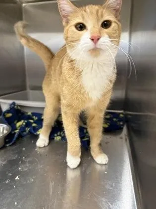 An adult medium-sized female Domestic Short Hair cat named Nebula for adoption in Lafayette, IN