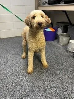 A young medium-sized male Labradoodle dog named Stellan for adoption in Lake Wylie, SC