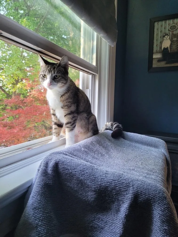 An adult medium-sized female Tabby (Brown / Chocolate) Domestic Short Hair cat named Elsa for adoption in Saint Charles, MO