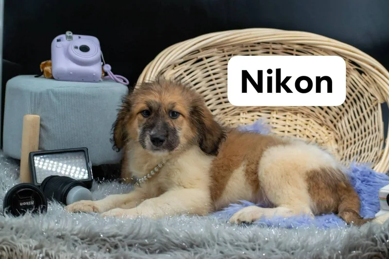 A baby small-sized female Brown / Chocolate Labradoodle dog named Nikon for adoption in Sevierville, TN