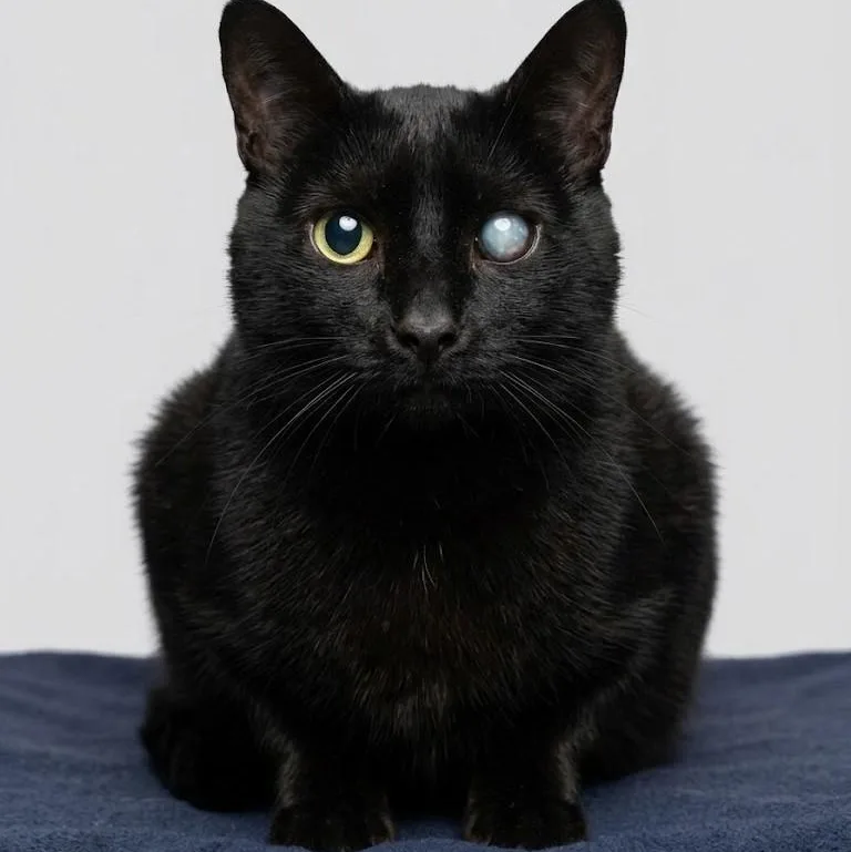 An adult extra large-sized male Domestic Short Hair cat named Boo for adoption in Boca Raton, FL