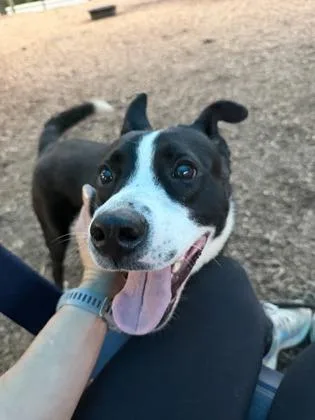 An adult medium-sized male Mixed Breed dog named Terry for adoption in Chamblee, GA