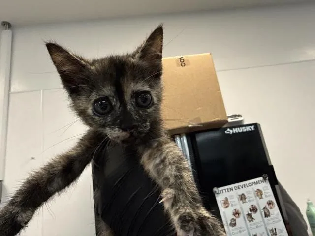 A baby small-sized female Domestic Short Hair cat named Lulu for adoption in Thousand Palms, CA