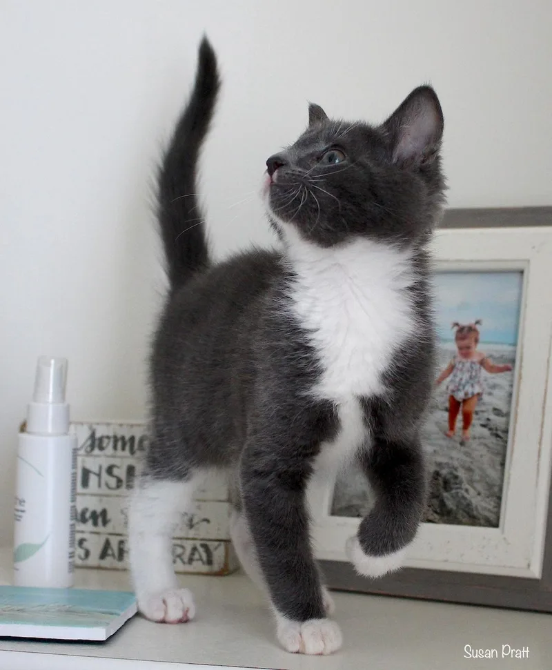A baby medium-sized male Gray & White Domestic Short Hair cat named Dean for adoption in Bedford, VA