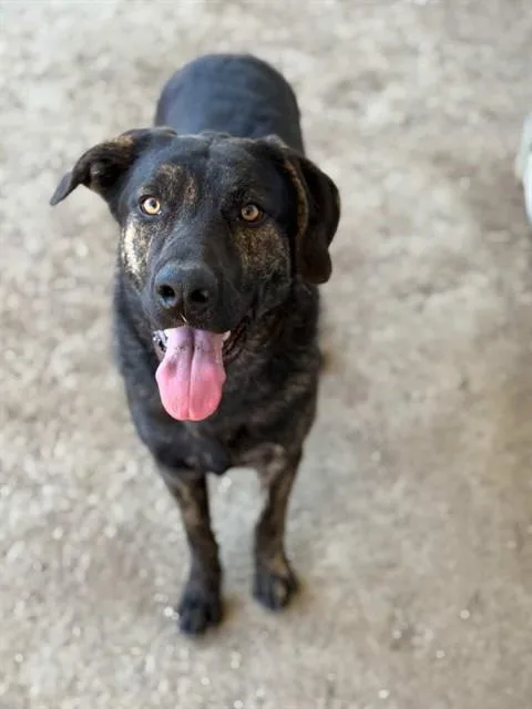 A young small-sized male German Shepherd Dog dog named Bruce for adoption in Riverside, CA