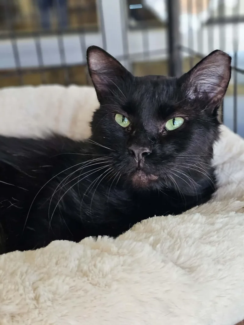 An adult medium-sized male Black Domestic Medium Hair cat named Paul for adoption in McKinney, TX