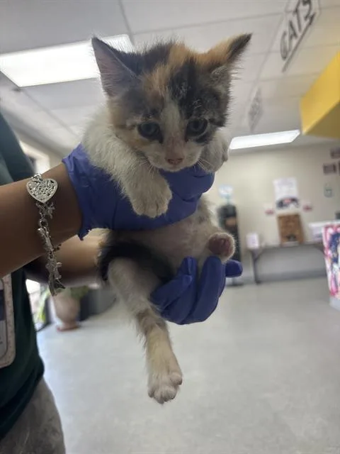 A baby small-sized female Domestic Medium Hair cat named A for adoption in Pasadena, TX