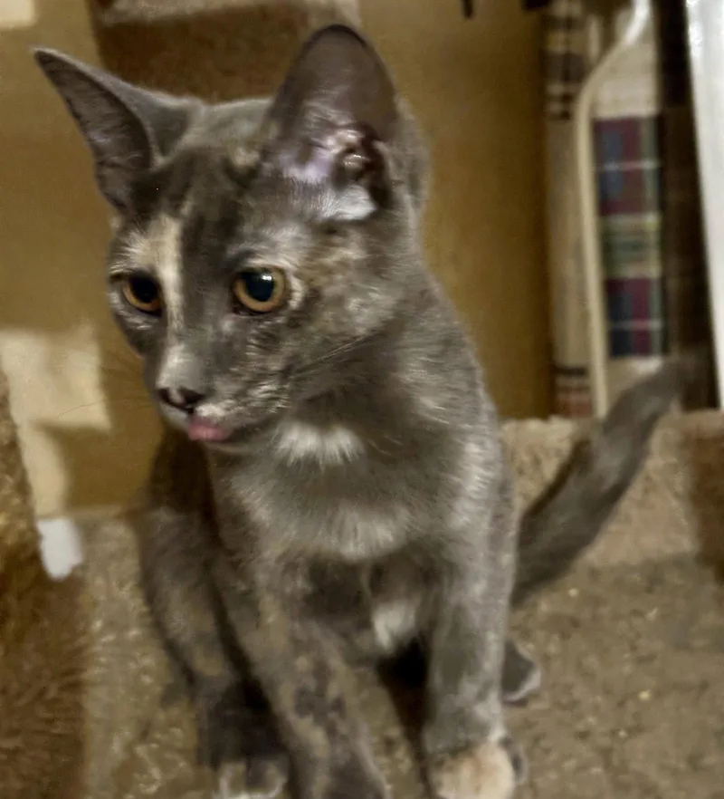 A baby medium-sized female Gray / Blue / Silver Dilute Tortoiseshell cat named Georgia for adoption in Phoenix, AZ